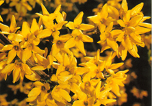 Forsythia