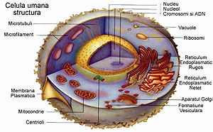 celula umana