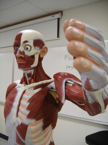 Sistemul muscular Sistemul muscular