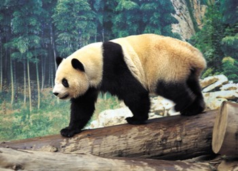 Urs Panda