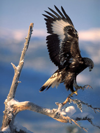 Vulturul