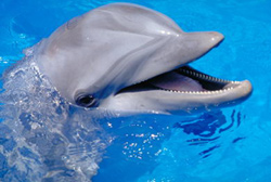 Delfinul