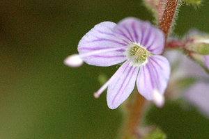Ventrilica