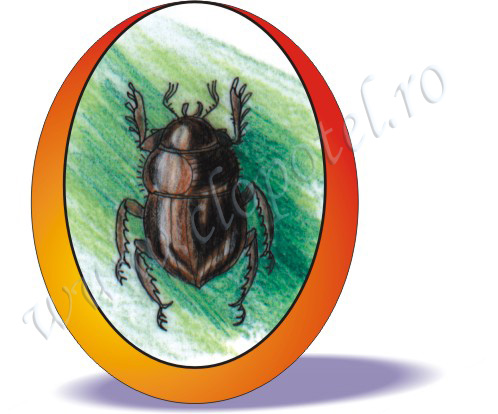 Carabus