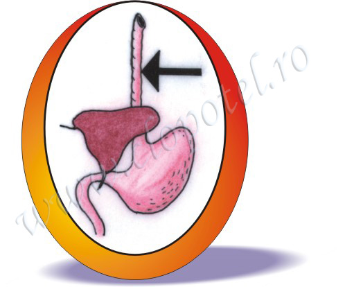 Cesophage