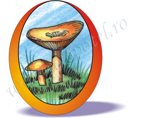 Toadstool