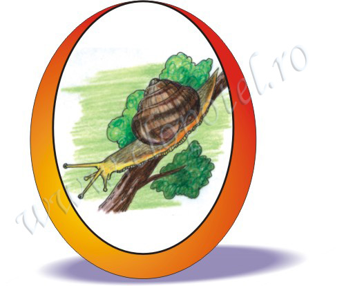 Escargot