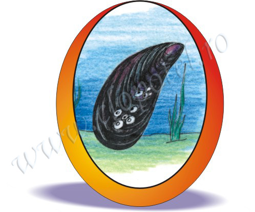 Mussel