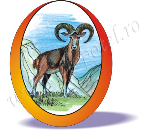 Mouflon