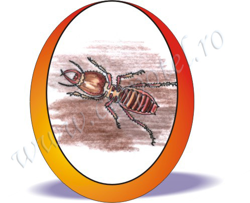 Termite