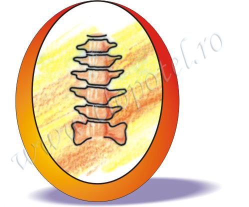 Vertebra